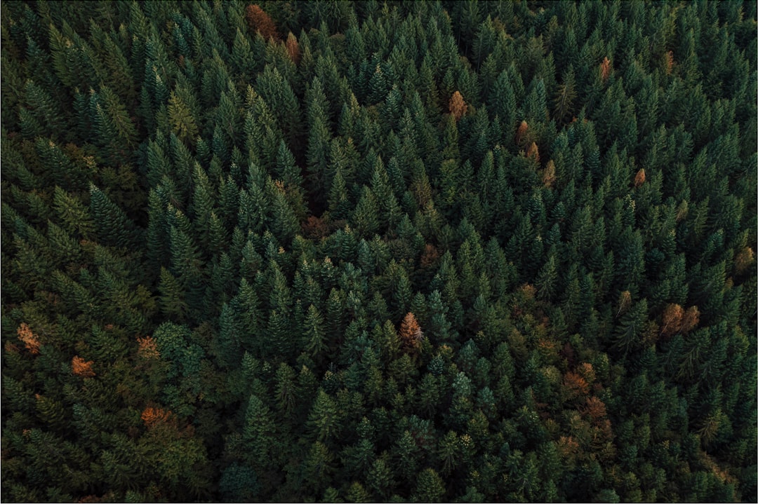 Forestry category thumbnail